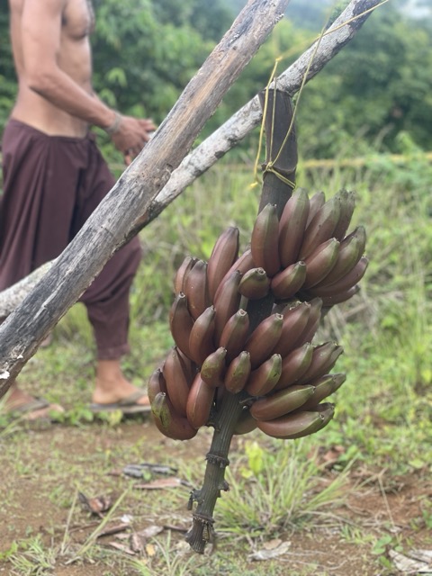 Photo 21 of 80 from the jungle