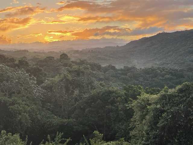Photo 7 of 80 from the jungle