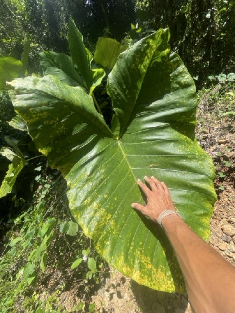 Photo 8 of 80 from the jungle