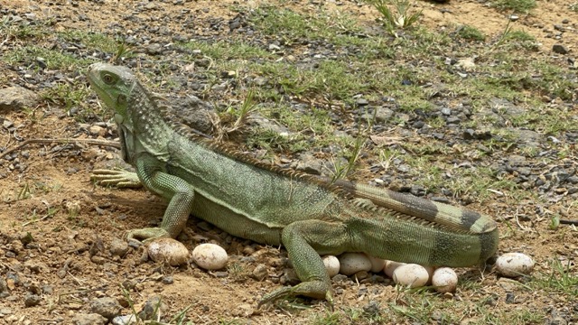 Photo 40 of 80 from the jungle