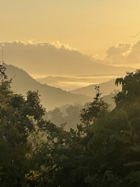 Photo 24 of 80 from the jungle