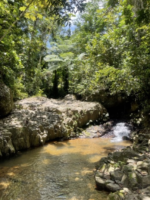 Photo 27 of 80 from the jungle