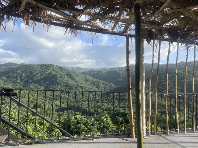 Photo 29 of 80 from the jungle