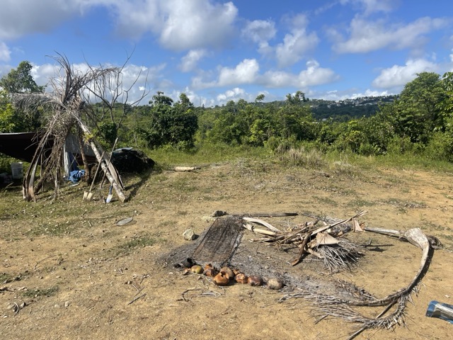 Photo 48 of 80 from the jungle