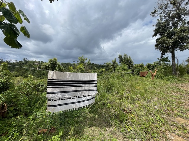 Photo 53 of 80 from the jungle