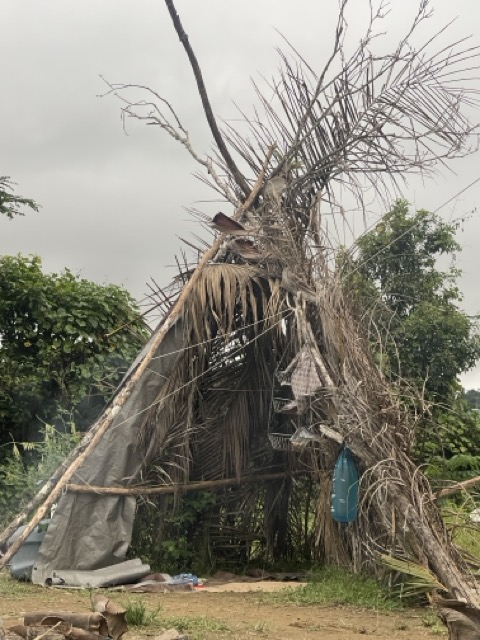 Photo 57 of 80 from the jungle