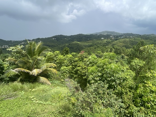 Photo 67 of 80 from the jungle