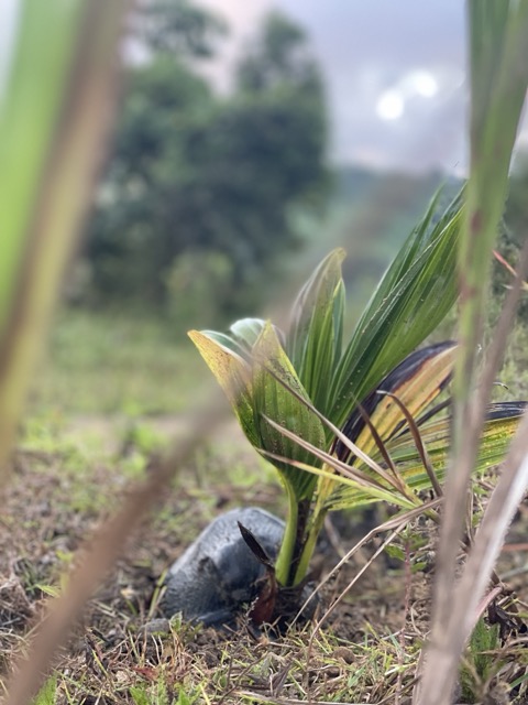 Photo 74 of 80 from the jungle