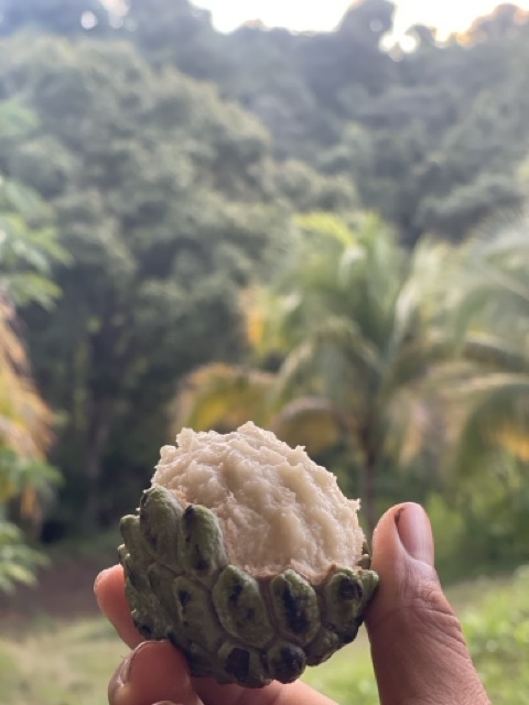 Photo 78 of 80 from the jungle